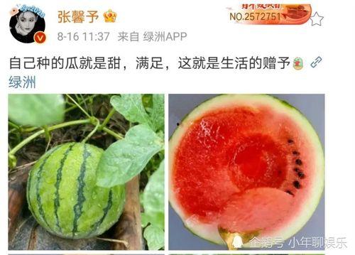 有什么娱乐圈瓜可以吃,揭秘明星幕后故事与精彩瞬间
