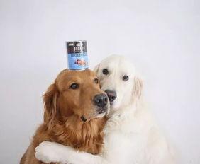 娱乐吃瓜酱金毛,吃瓜酱带你领略娱乐圈的欢乐瞬间