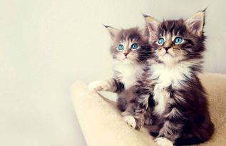 娱乐吃瓜酱和猫,揭秘娱乐圈的萌宠日常