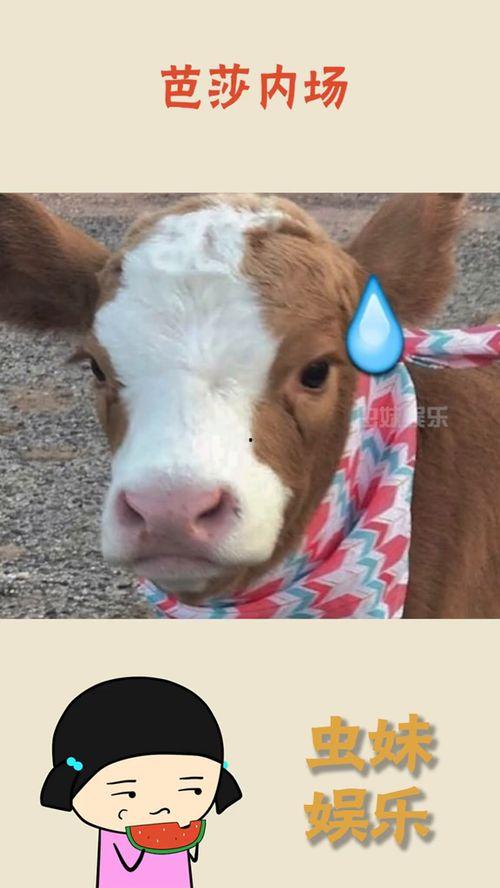 吃瓜娱乐酱黄牛,揭秘娱乐圈幕后黑手