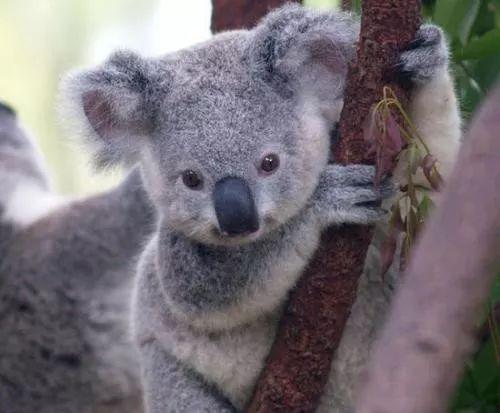 娱乐吃瓜酱考拉,揭秘娱乐圈那些不为人知的幕后故事