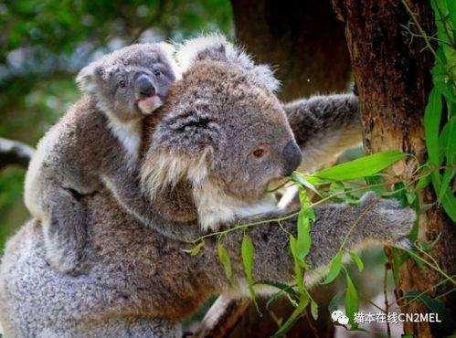 娱乐吃瓜酱考拉,揭秘娱乐圈那些不为人知的幕后故事