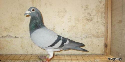 娱乐吃瓜君鸽子