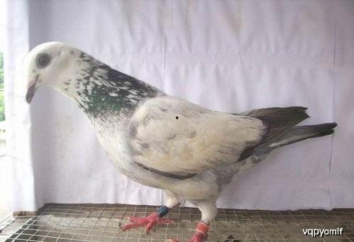 娱乐吃瓜君鸽子