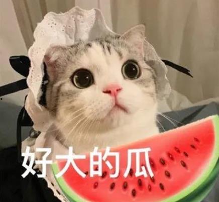 娱乐吃瓜小猫咪小说