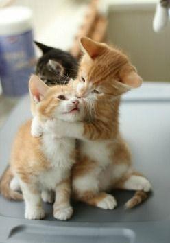 娱乐吃瓜小猫咪小说