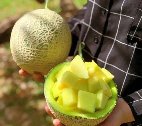 各种娱乐吃瓜图,揭秘明星们的幕后吃瓜大作战