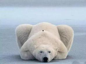 娱乐吃瓜酱北极熊