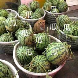 吃瓜娱乐间的作品,揭秘娱乐圈背后的故事与真相